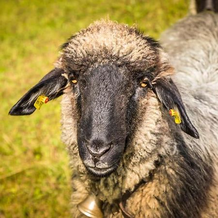 Unterwoehrlehen Lägenhet Faistenau Exteriör bild