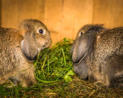 Unterwoehrlehen Lägenhet Faistenau Exteriör bild