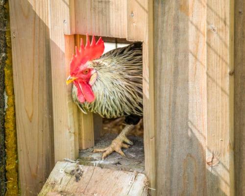 Unterwoehrlehen Lägenhet Faistenau Exteriör bild