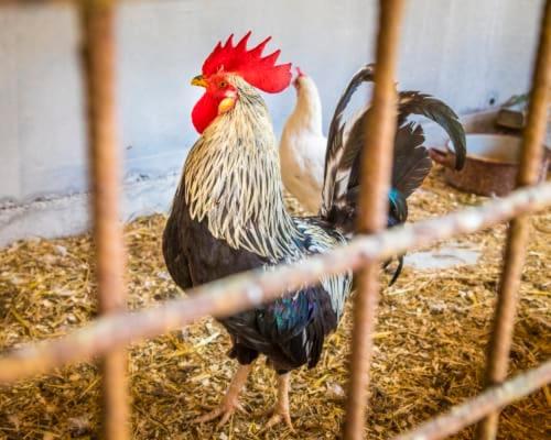 Unterwoehrlehen Lägenhet Faistenau Exteriör bild