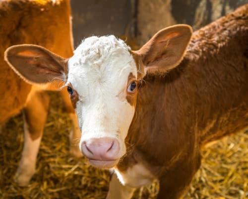 Unterwoehrlehen Lägenhet Faistenau Exteriör bild