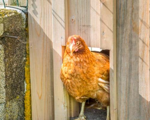 Unterwoehrlehen Lägenhet Faistenau Exteriör bild