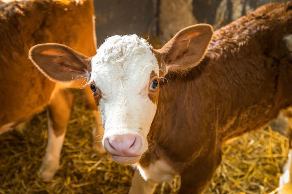 Unterwoehrlehen Lägenhet Faistenau Exteriör bild