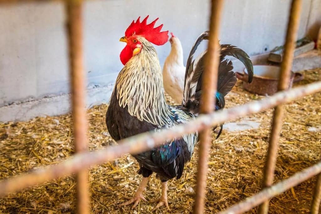 Unterwoehrlehen Lägenhet Faistenau Exteriör bild