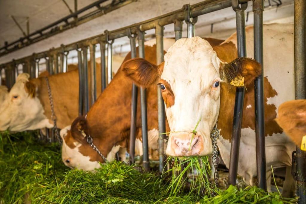 Unterwoehrlehen Lägenhet Faistenau Exteriör bild